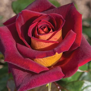 Rose Dark Night